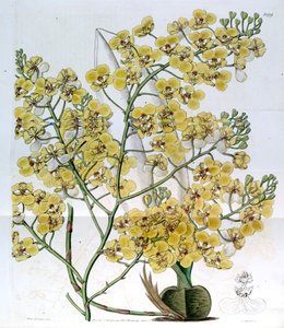 Chelyorchis ampliata (syn. Oncidium ampliatum) - Miss Drake